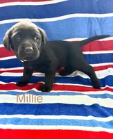 Millie, a female Labrador Retriever for sale in Fayetteville, OH – 3 of 6