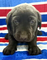 Duke, a male Labrador Retriever for sale in Fayetteville, OH – 2 of 5