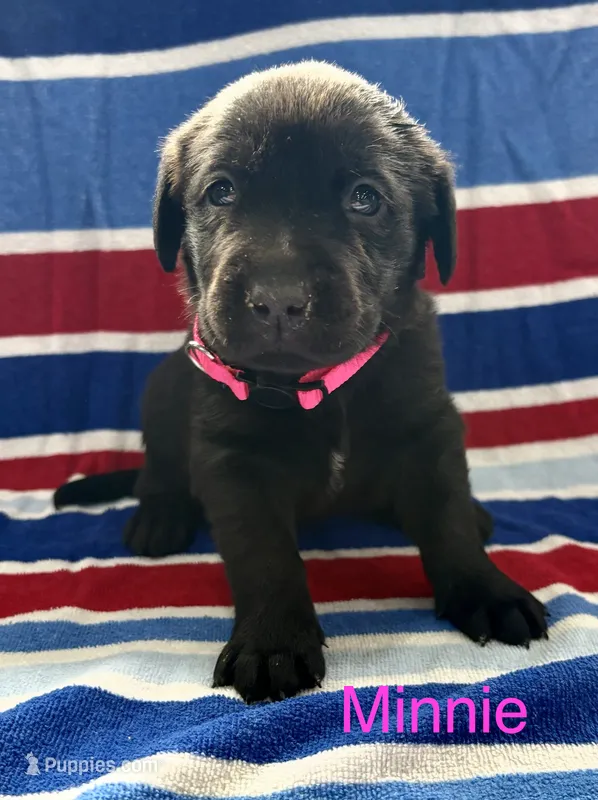 Minnie – Labrador Retriever puppy for sale in Fayetteville, OH