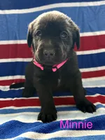 Minnie, a female Labrador Retriever for sale in Fayetteville, OH – 1 of 4