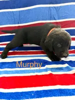 Murphy, a male Labrador Retriever for sale in Fayetteville, OH – 4 of 6