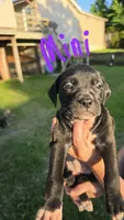 Mini, a female American Bulldog and American Staffordshire Terrier for sale in Troy, MO – 4 of 5