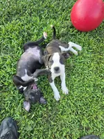 Mini, a female American Bulldog and American Staffordshire Terrier for sale in Troy, MO – 3 of 5