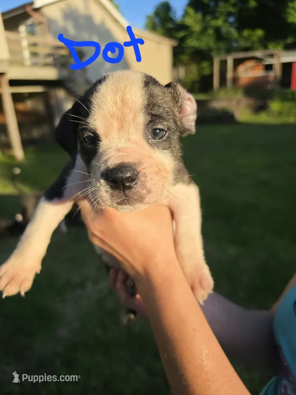 Dot – American Bulldog, American Staffordshire Terrier puppy for sale in Troy, MO