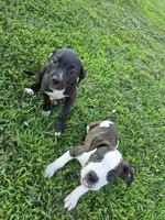 Mini, a female American Bulldog and American Staffordshire Terrier for sale in Troy, MO – 5 of 5