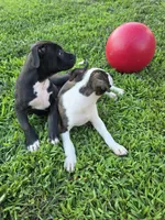 Mini, a female American Bulldog and American Staffordshire Terrier for sale in Troy, MO – 2 of 5