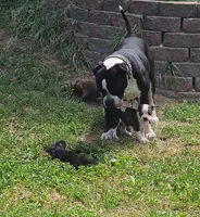 Dot, a male American Bulldog and American Staffordshire Terrier for sale in Troy, MO – 2 of 3