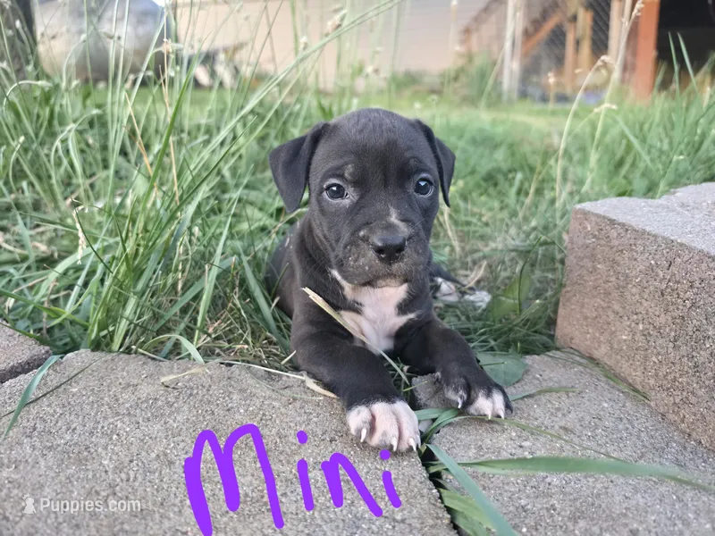 Mini – American Bulldog, American Staffordshire Terrier puppy for sale in Troy, MO