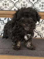 Lovie Lu, a female Havanese for sale in Horseheads, NY – Photo 6 of 6