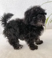 Lovie Lu, a female Havanese for sale in Horseheads, NY – Photo 4 of 6