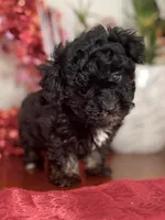 Lovie Lu, a female Havanese for sale in Horseheads, NY – Photo 2 of 6