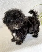 Lovie Lu, a female Havanese for sale in Horseheads, NY – Photo 1 of 6