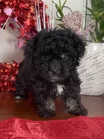 Lovie Lu, a female Havanese for sale in Horseheads, NY – Photo 3 of 6