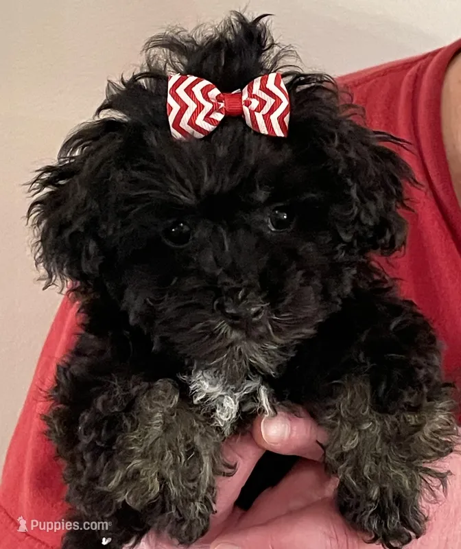 Lovie Lu – Havanese puppy for sale in Horseheads, NY