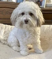 Taffy, a female Havanese for sale in Horseheads, NY – Photo 1 of 10