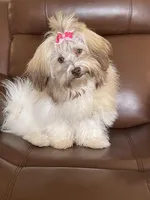 Taffy, a female Havanese for sale in Horseheads, NY – Photo 7 of 10