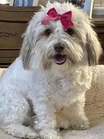 Taffy, a female Havanese for sale in Horseheads, NY – Photo 2 of 10