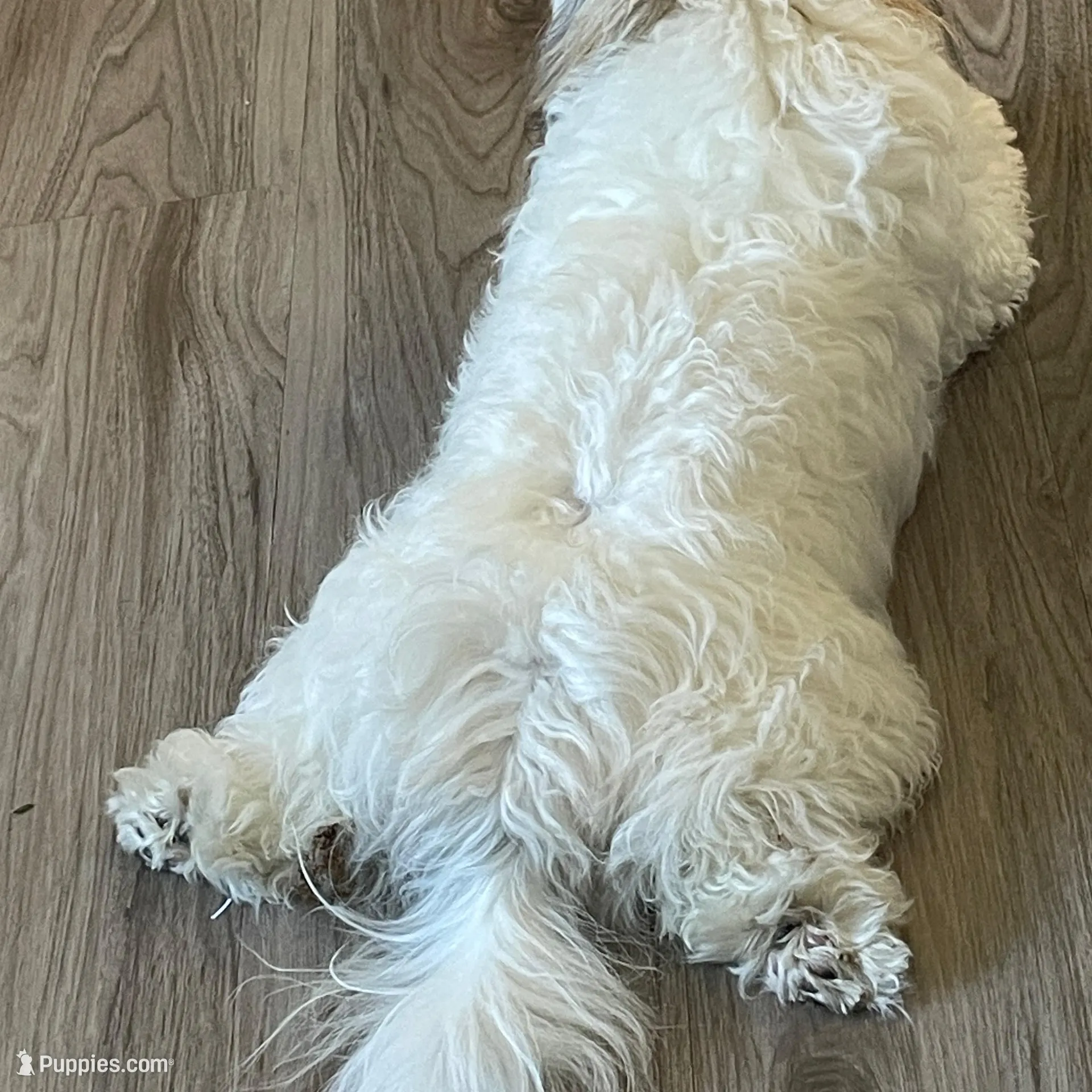 Taffy, a female Havanese for sale in Horseheads, NY – Photo 8 of 10