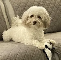 Taffy, a female Havanese for sale in Horseheads, NY – Photo 5 of 10