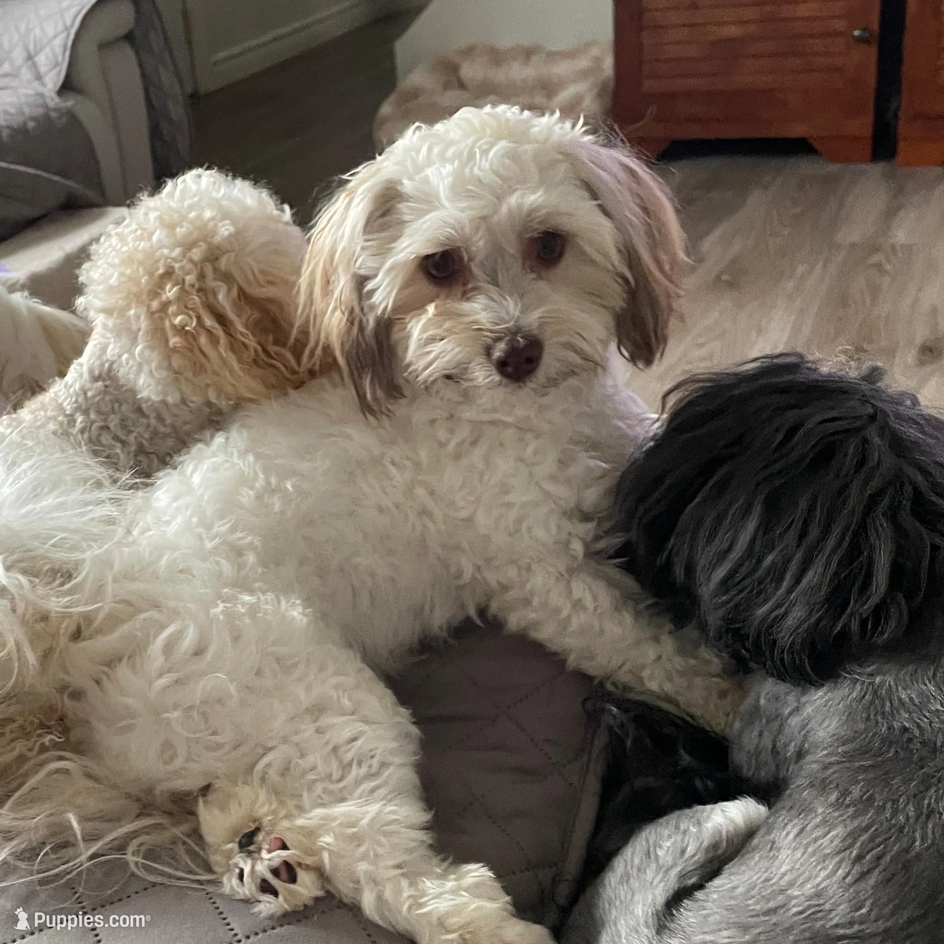 Taffy, a female Havanese for sale in Horseheads, NY – Photo 9 of 10