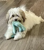 Taffy, a female Havanese for sale in Horseheads, NY – Photo 3 of 10