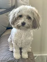 Taffy, a female Havanese for sale in Horseheads, NY – Photo 4 of 10
