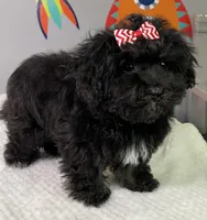 Lovie, a female Havanese for sale in Horseheads, NY – Photo 6 of 9