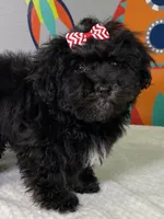 Lovie, a female Havanese for sale in Horseheads, NY – Photo 4 of 9