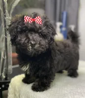 Lovie, a female Havanese for sale in Horseheads, NY – Photo 8 of 9