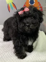 Lovie, a female Havanese for sale in Horseheads, NY – Photo 7 of 9