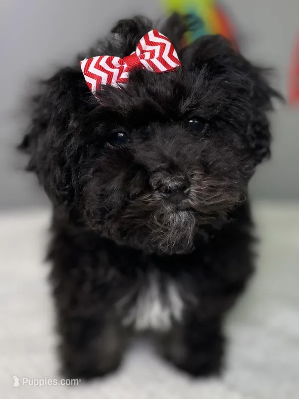 Lovie – Havanese puppy for sale in Horseheads, NY