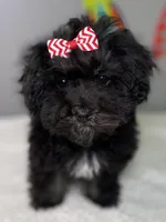 Lovie, a female Havanese for sale in Horseheads, NY – Photo 3 of 9