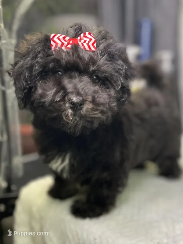Lovie – Havanese puppy for sale in Horseheads, NY