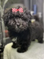 Lovie, a female Havanese for sale in Horseheads, NY – Photo 1 of 9