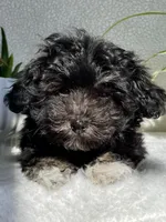 Jazzy Girl , a female Havanese for sale in Horseheads, NY – Photo 6 of 6