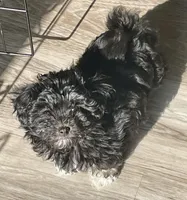 Jazzy Girl , a female Havanese for sale in Horseheads, NY – Photo 3 of 6
