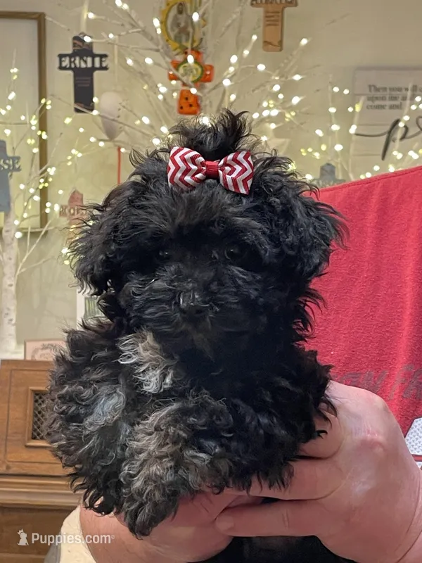 Jazzy Girl  – Havanese puppy for sale in Horseheads, NY