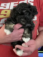 Jazzy Girl , a female Havanese for sale in Horseheads, NY – Photo 1 of 6
