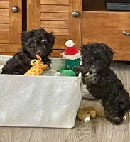 Jazzy Girl , a female Havanese for sale in Horseheads, NY – Photo 5 of 6