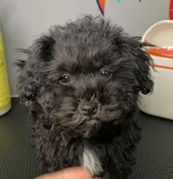 Lovie Lu- Tiny!!, a female Havanese for sale in Horseheads, NY – Photo 2 of 5