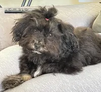 Lovie , a female Havanese for sale in Horseheads, NY – Photo 4 of 7