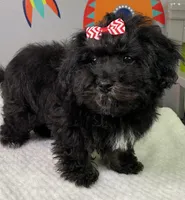 Lovie Lu- Tiny!!, a female Havanese for sale in Horseheads, NY – Photo 3 of 5