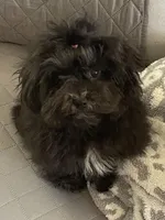 Lovie - Tiny, a female Havanese for sale in Horseheads, NY – 6 of 8