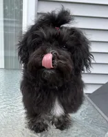 Lovie , a female Havanese for sale in Horseheads, NY – Photo 2 of 7