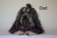 Lovie Lu- Tiny!!, a female Havanese for sale in Horseheads, NY – Photo 4 of 5