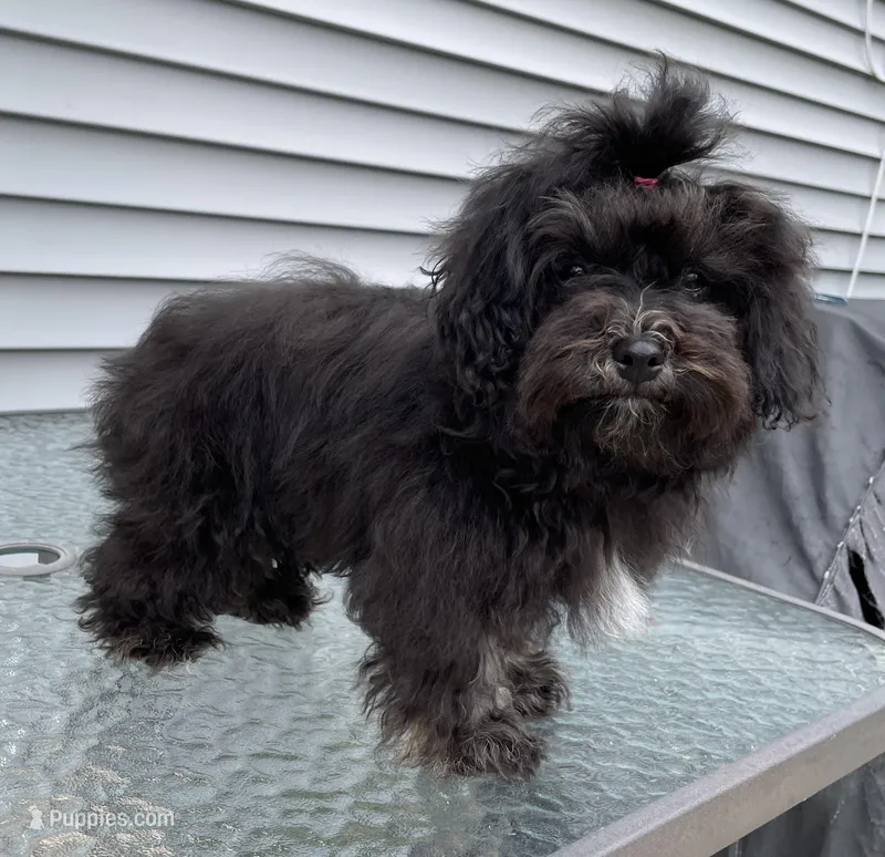 Lovie , a female Havanese for sale in Horseheads, NY – Photo 1 of 7