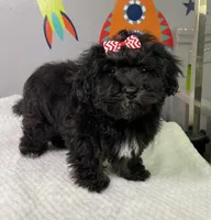 Lovie Lu- Tiny!!, a female Havanese for sale in Horseheads, NY – Photo 1 of 5
