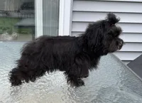 Lovie , a female Havanese for sale in Horseheads, NY – Photo 3 of 7