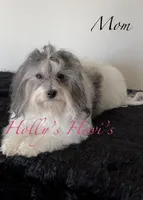 Lovie Lu- Tiny!!, a female Havanese for sale in Horseheads, NY – Photo 5 of 5