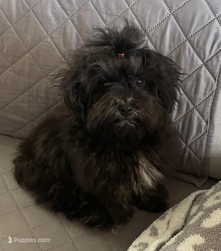 Lovie - Tiny, a female Havanese for sale in Horseheads, NY – 1 of 8